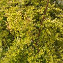 Lonicera nitida 'Baggessen's Gold'
